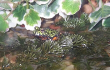 Firebelly Toad