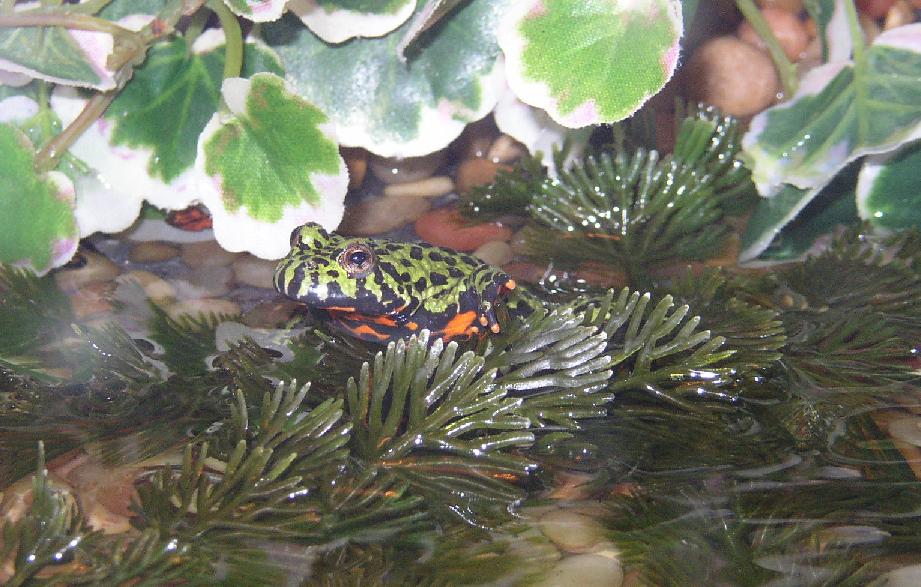 Firebelly Toad