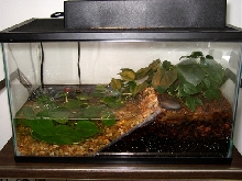 Firebelly Toad Tank