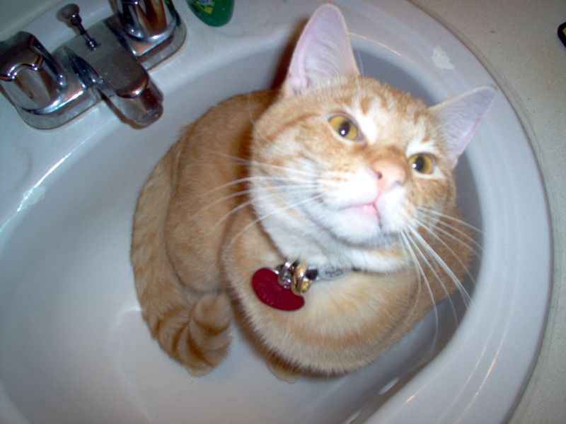 Maximus Kittius