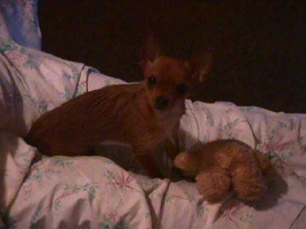 peanut