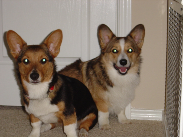 The Murphy brothers