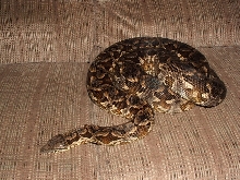 dumerils boa