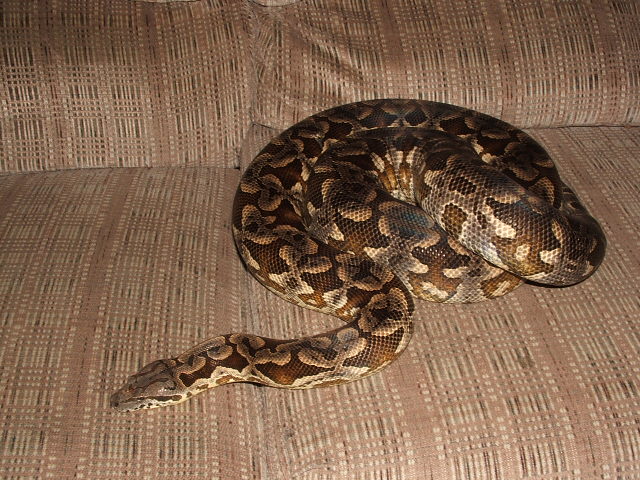 dumerils boa