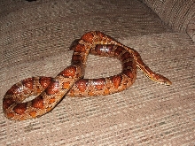 male corn snake