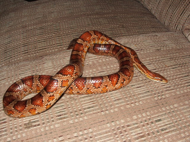 male corn snake