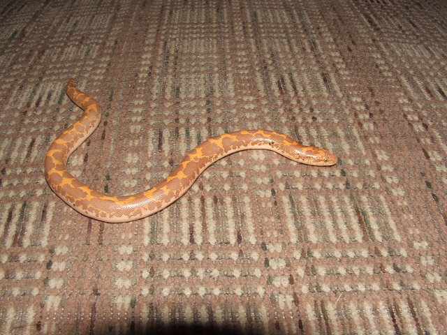 albino paridox