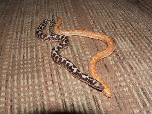 albino and anery