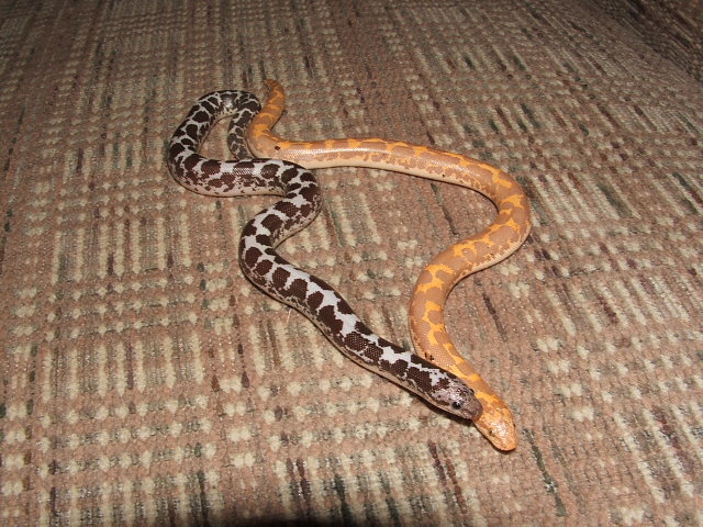 albino and anery