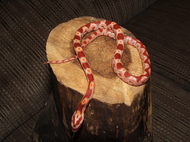 my zig zag
