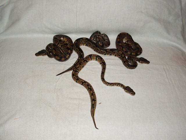 some of my  ball pythons