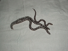 my 3 b & w kenyan sand boa's