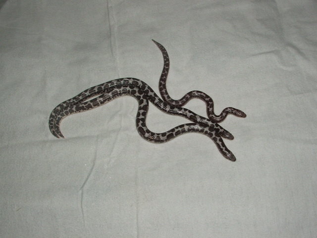 my 3 b & w kenyan sand boa's