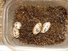 leo  eggs
