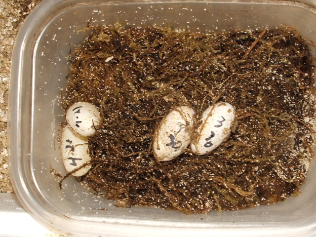 leo  eggs