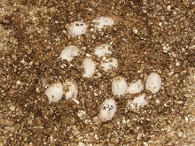 corn snake eggs