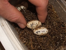 leo  eggs