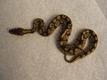new ball python