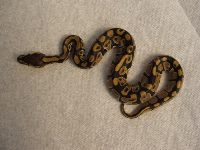 new ball python