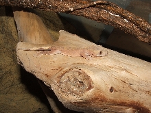 Crested Gecko (baby)