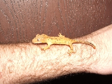 Crested Geck Dalmatian Morph