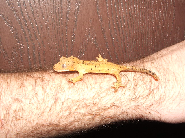 Crested Geck Dalmatian Morph