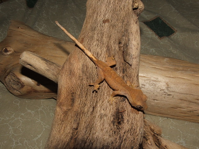 Crested Gecko