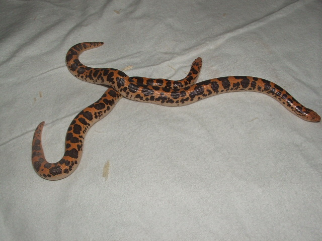 my new flame race
