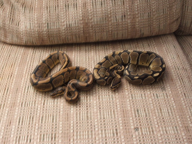 two of my bp