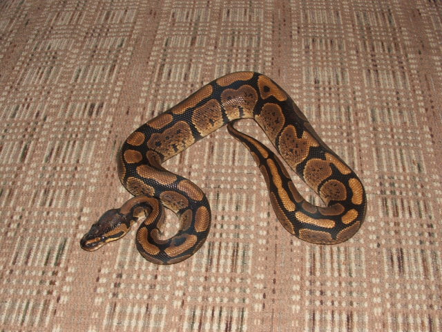 my granit bp