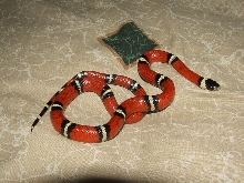 milk snake
