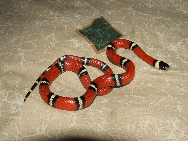 milk snake