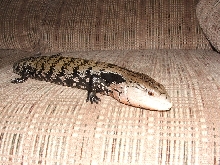 blue tongued