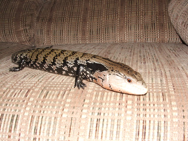 blue tongued