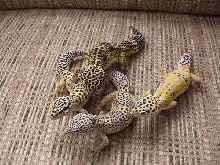 my leos