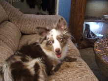 its my dogy