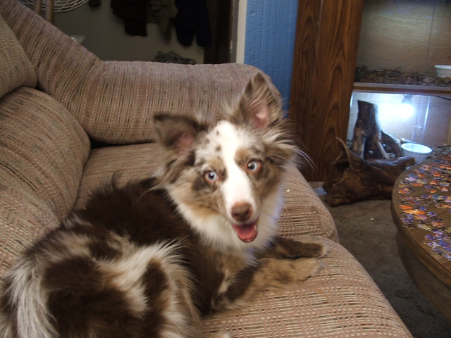 its my dogy