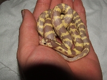 my lavender banana clai king