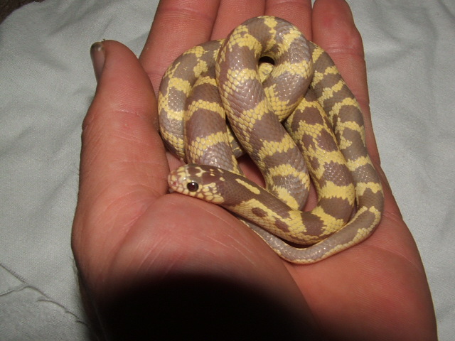 my lavender banana clai king