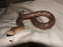 sand boa