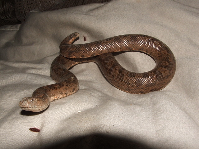 sand boa