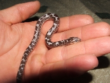 B & W kenyan sand boa