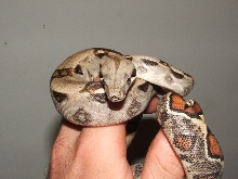 colombian red tail boa