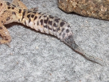 Poorly tail