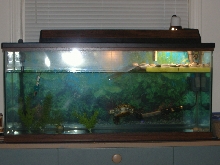 Turbo's house