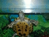 Turbo...RES
