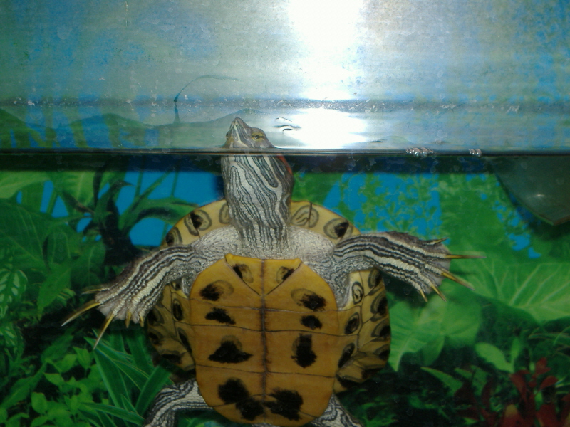 Turbo...RES