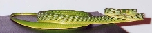 Asian Vine Snake