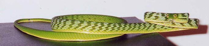 Asian Vine Snake