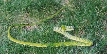 Asian Vine Snake